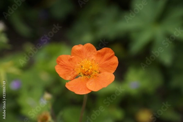 Obraz Orange flower close up, green background