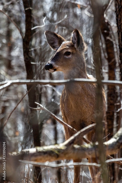 Fototapeta Yearling Deer