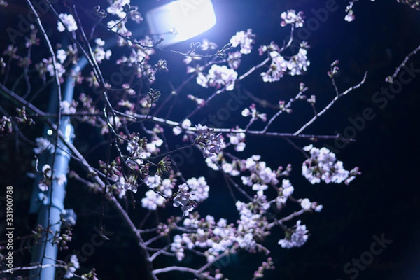 Obraz 夜桜