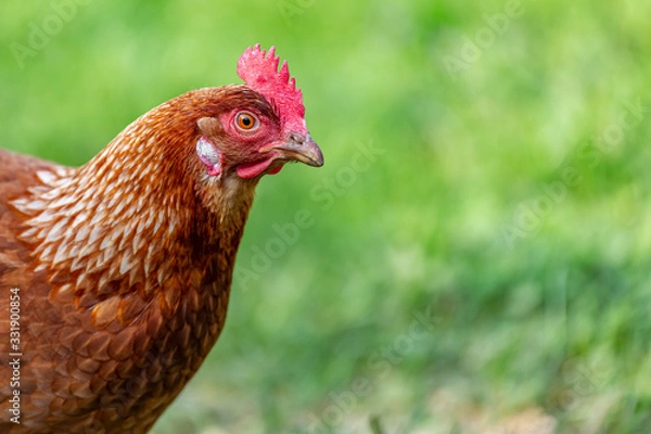 Obraz Poule rousse