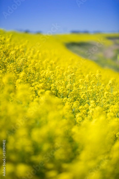 Obraz 春の菜の花