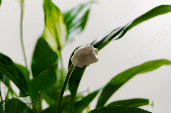 Fototapeta lily of the valley