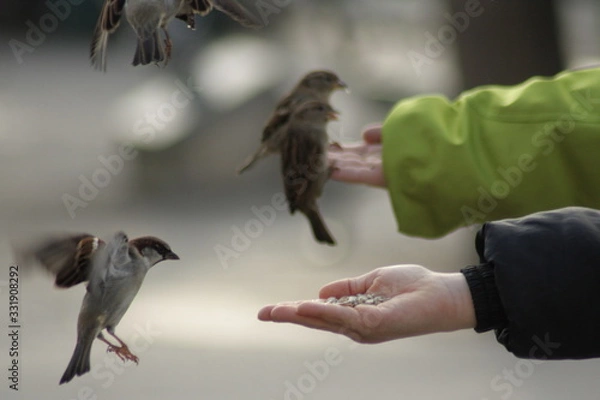 Obraz Spatz in der Hand