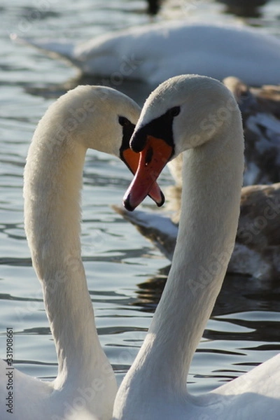 Obraz Schwäne