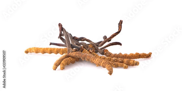 Obraz Ophiocordyceps sinensis (CHONG CAO, DONG CHONG XIA CAO) or mushroom cordyceps this is a herbs.