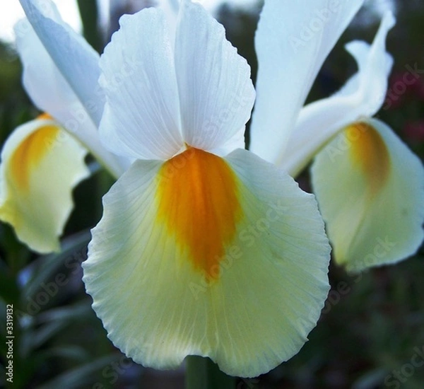 Obraz white iris