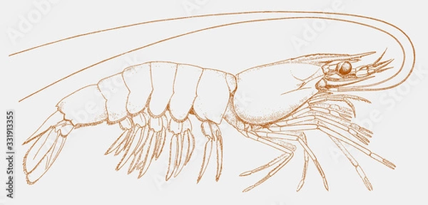 Fototapeta Atlantic white shrimp litopenaeus setiferus, prawn from east coast of North America