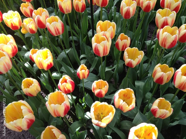 Obraz オランダの花