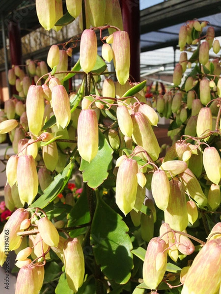 Obraz オランダの花