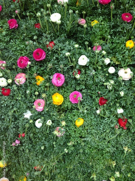 Obraz オランダの花