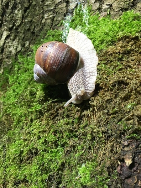 Obraz snail on tree