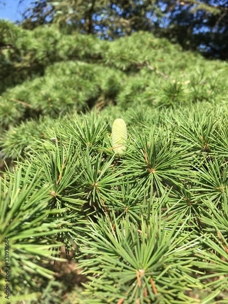 Obraz pine branch with cones