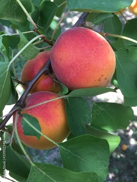 Obraz peach on the tree