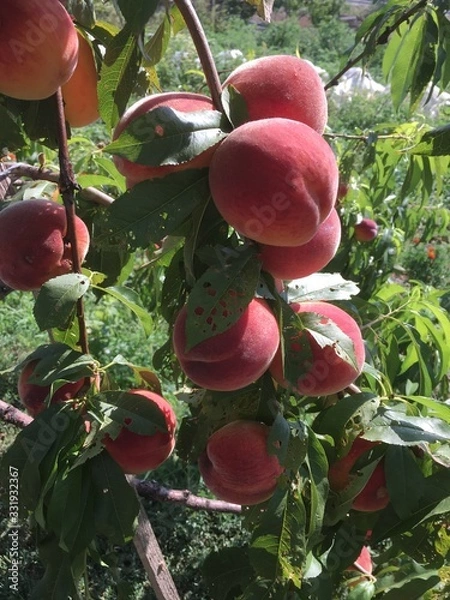Obraz many peach on tree