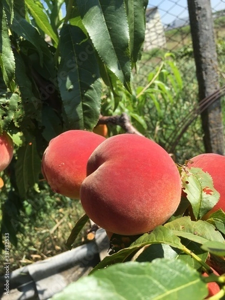 Obraz apricot on tree 