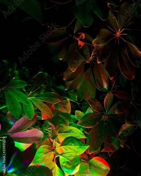 Obraz abstract background with maple leaves