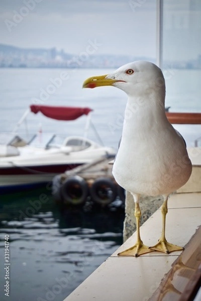 Obraz Seagull by the boat