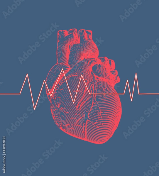 Fototapeta Human heart with heart rate illustration on blue BG