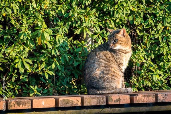 Obraz 振り返る野良猫