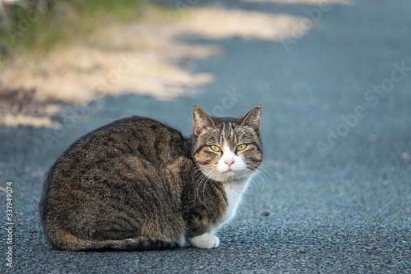 Obraz 見つめる野良猫