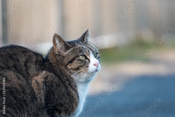 Fototapeta 見つめる野良猫