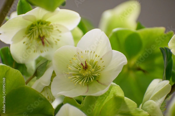 Obraz クリスマスローズ