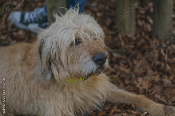 Obraz Irischer Wolfshund im Wald