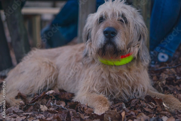Obraz Irischer Wolfshund im Wald