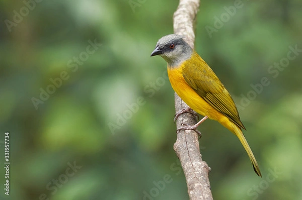 Fototapeta Beautiful bird resting on a dry tree