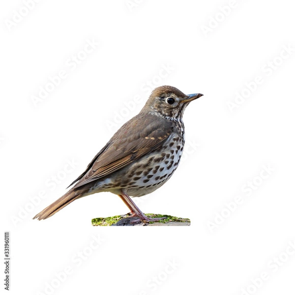 Obraz Song thrush (Turdus philomelos) isolate on a white background