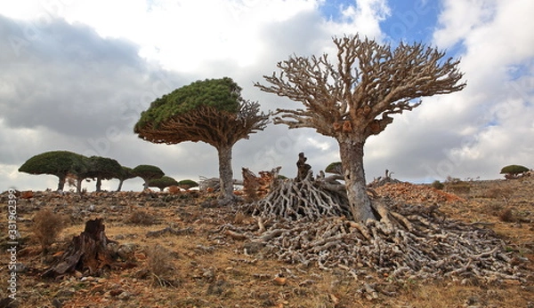 Fototapeta Dead dragon tree - Dracaena cinnabari - endemic tree from Soqotra, Yemen - damaged by cyclone