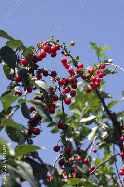 Obraz Sweet cherry red berries on a tree branch close up.