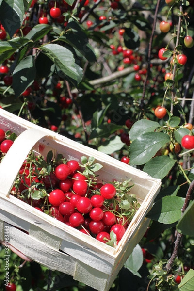 Obraz Basket with cherry close up on table in garden