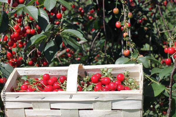 Obraz Basket with cherry close up on table in garden
