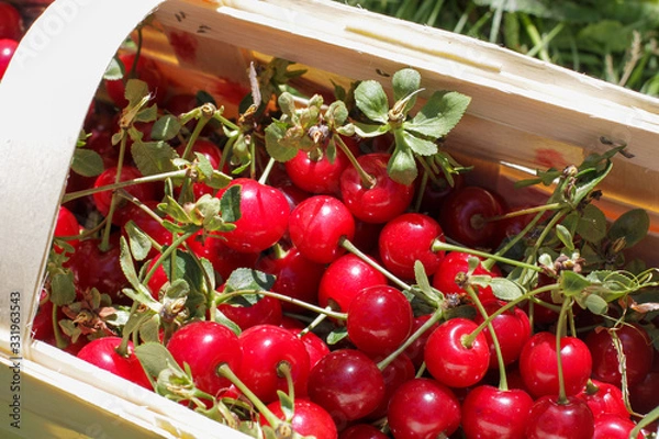Obraz Basket with cherry close up on table in garden