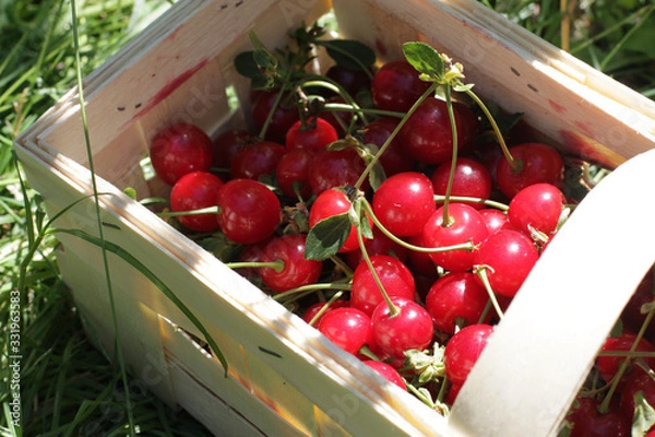 Obraz Basket with cherry close up on table in garden