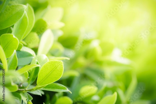 Fototapeta Amazing nature view of green leaf on blurred greenery background in garden and sunlight with copy space using as background natural green plants landscape, ecology, fresh wallpaper concept.