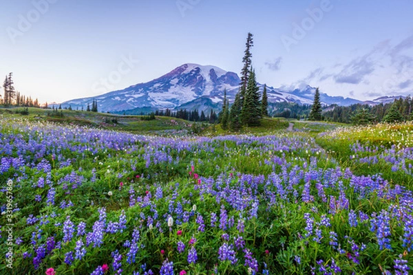 Obraz Summer in Paradise area, Mt Rainier