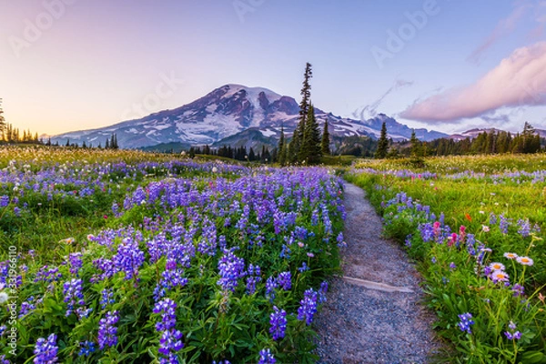 Obraz Reflection lake trail-Summer, Mount Rainier