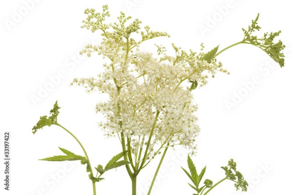 Obraz filipendula ulmaria