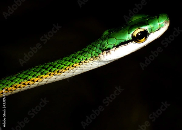 Obraz Green snake