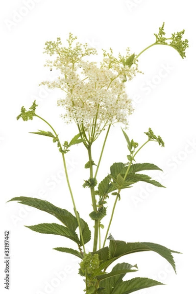 Obraz filipendula ulmaria