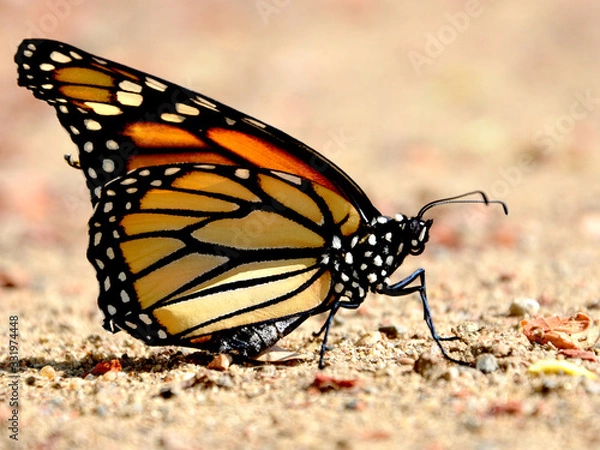 Obraz monarch butterfly