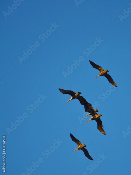 Fototapeta pelicans