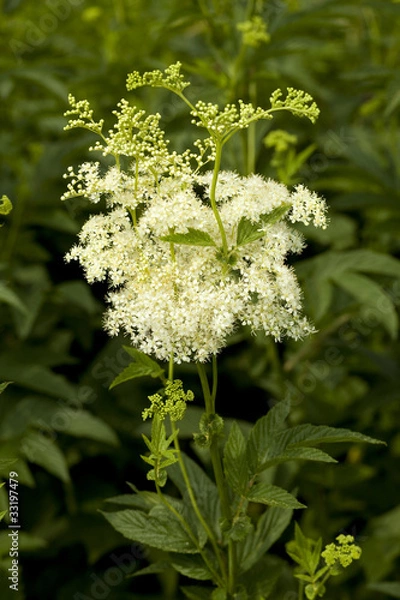 Obraz filipendula ulmaria