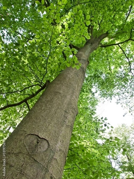 Obraz Herzlicher Baum
