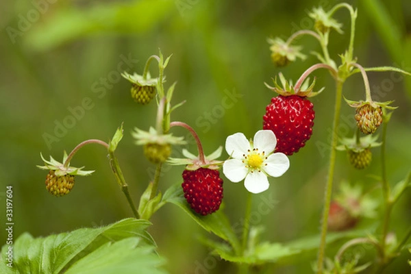 Obraz wild strawberry