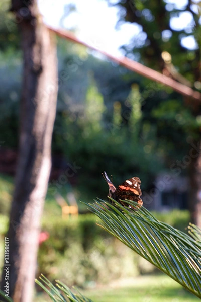 Obraz Monarch Butterfly (Danaus plexippus)