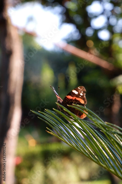 Obraz Monarch Butterfly (Danaus plexippus)