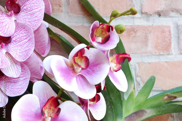 Obraz Branch of blooming pink orchid close up